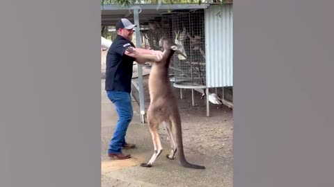 Kangaroo Attacks a Tourist