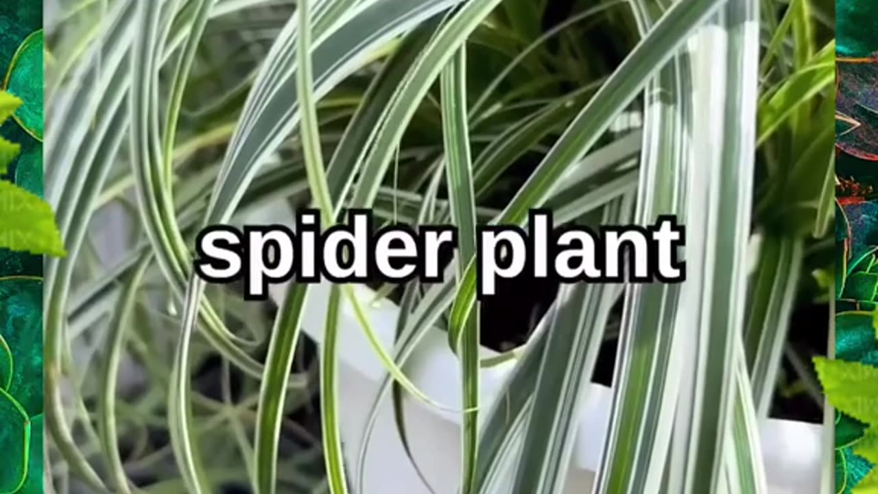 5 PLANTS THAT REMOVE RADIATION FROM YOUR HOME