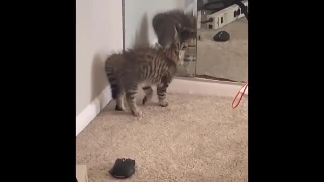 You will laugh, Funniest and funny cats acting crazy