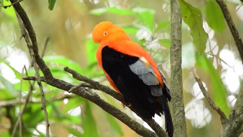 An Orange And Black Finch Perched On A Tree