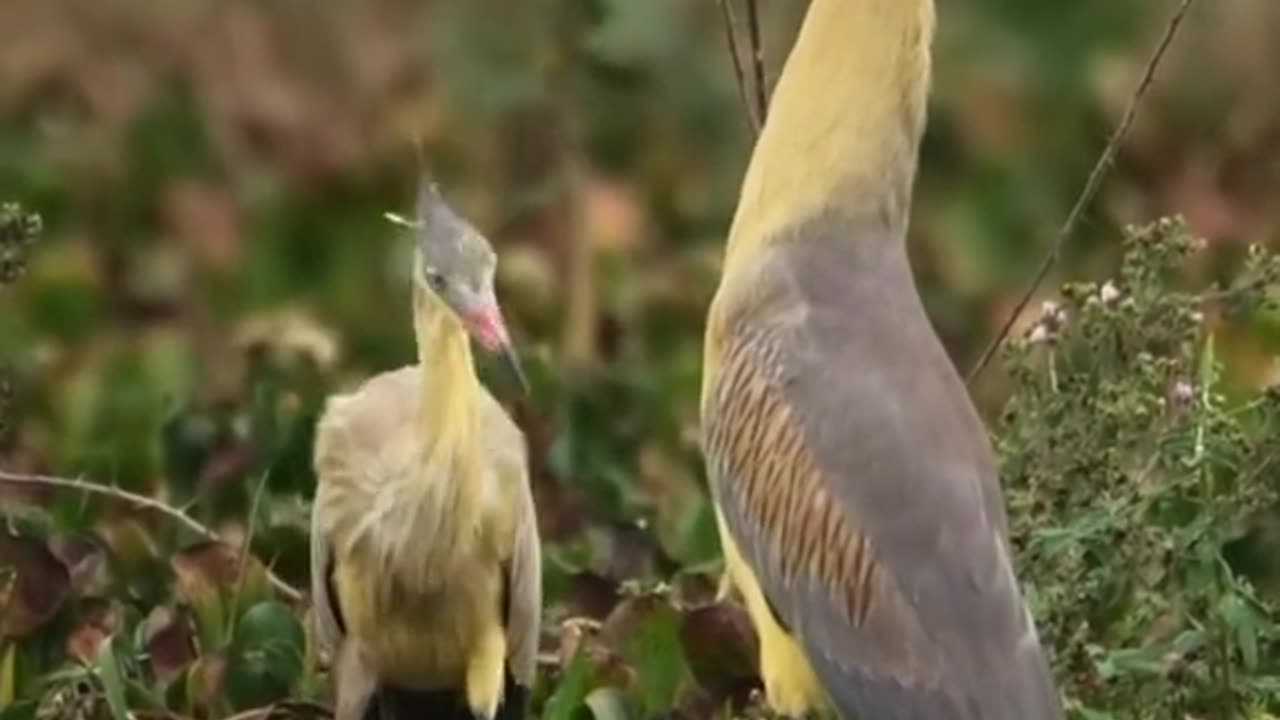 Beautiful Birds Life