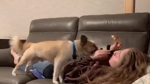 Doggo Steals Pizza from Owner on Ground