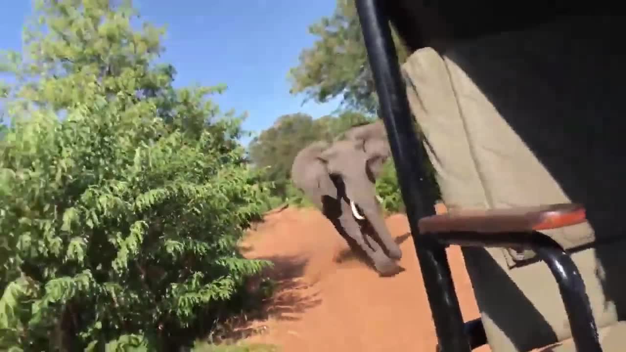 Elephant Run and Attack the Safari Jeep and Guy Flies Through Bus Window