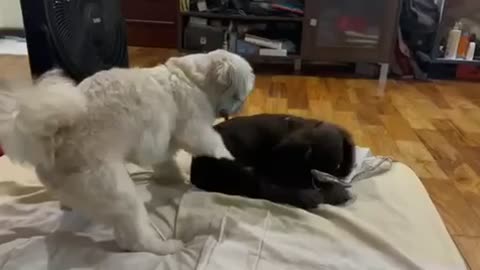 Shih Tzu teaching Spaniel how to twerk