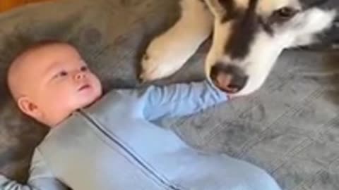 CUTE BABY AND HOUSE DOG