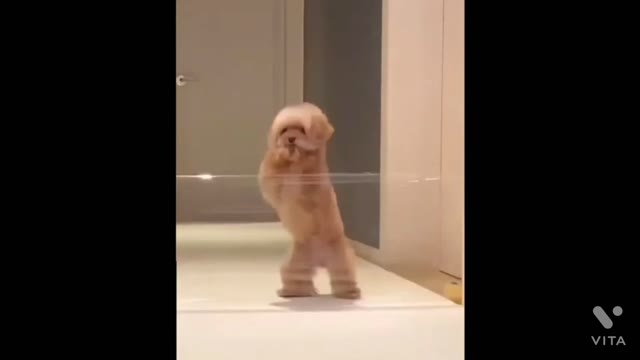 Funny Videos | Animals funny attacks😂😂