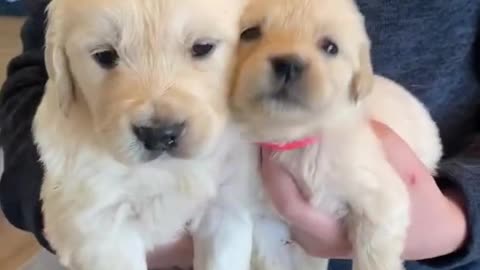 Tiny puppy vs big puppy