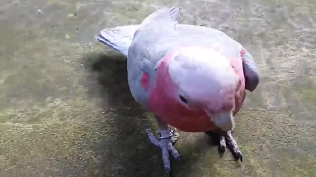 Viral Video: Parrot Shows Off Weightlifting Talent