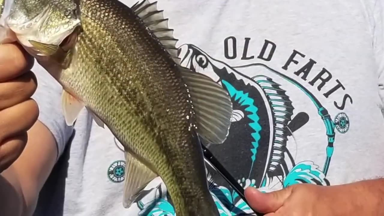 Old Farts Fishing - Bass at the Sutter Bypass