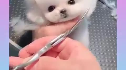 Cute and Funny Dog