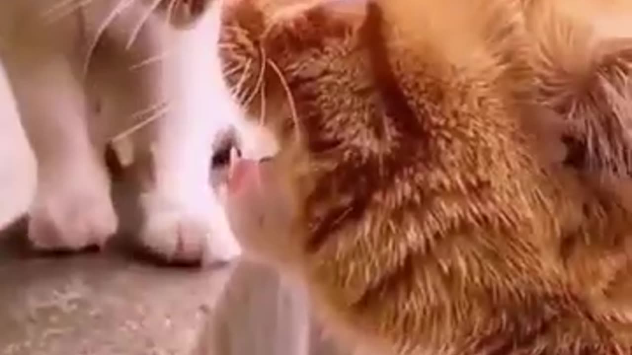 Funniest animals 2024 🐱In tiktok 😂 Funny and Fails Pets Video #11