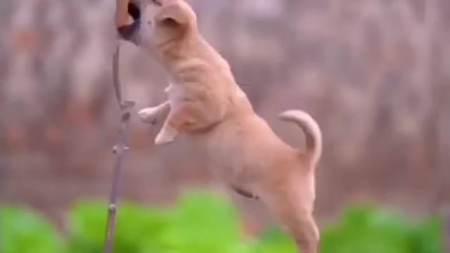 Cute cat funny videos whatsapp status│Cute cat whatsapp status│Whatsapp status│#shorts #cute