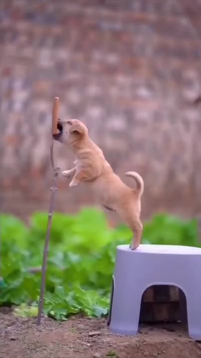 Cute cat funny videos whatsapp status│Cute cat whatsapp status│Whatsapp status│#shorts #cute