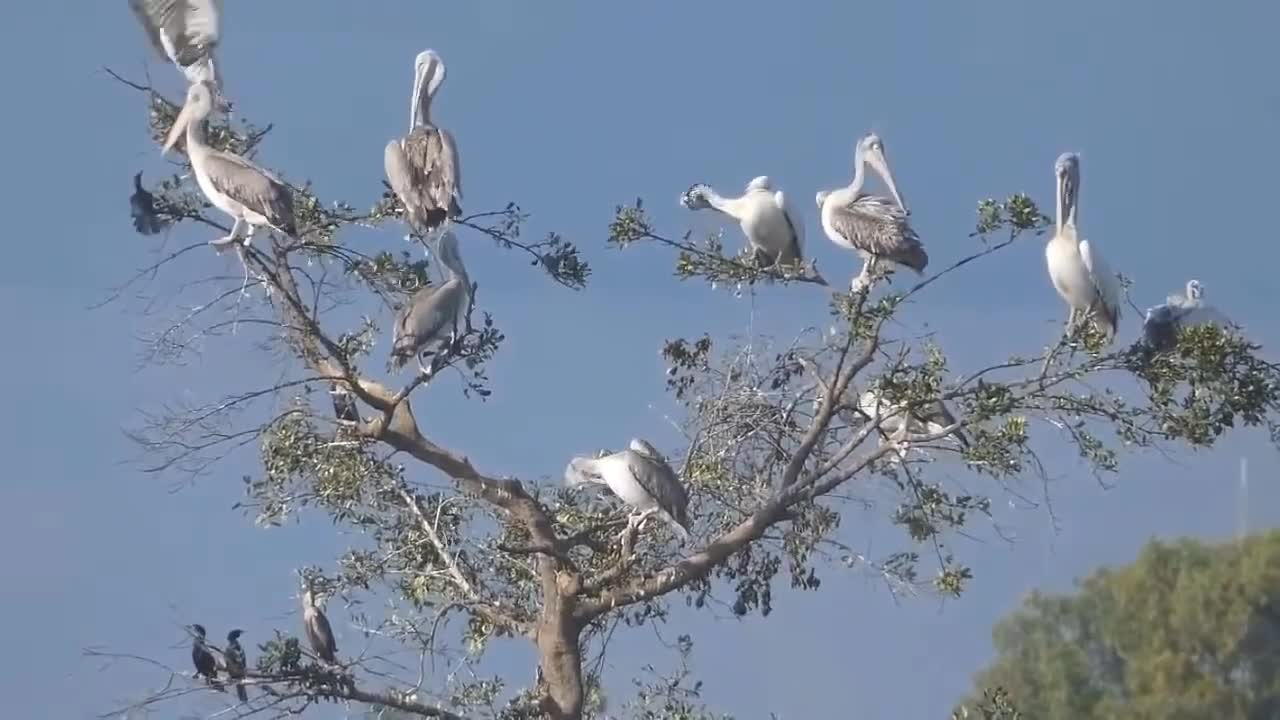 Great Battle Between The King Of The Sky And The King Of Reptiles - King Of The Sky Vs King Of Speed