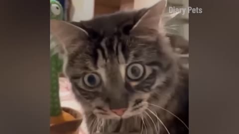 Funny animal video 😅😂🤣🤣😂😅