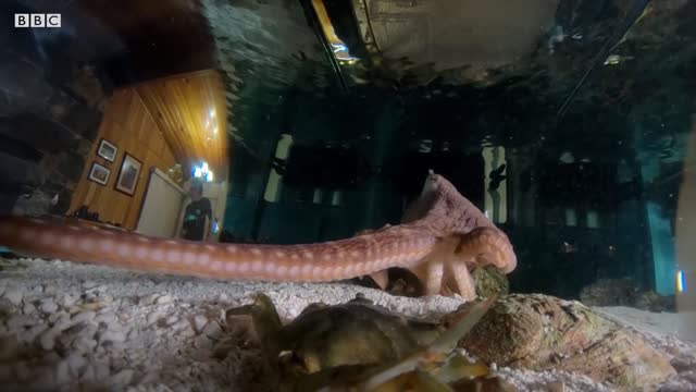 Can Octopuses Recognise People? | Octopus In My House | BBC Earth