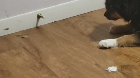 Its Chooie again.