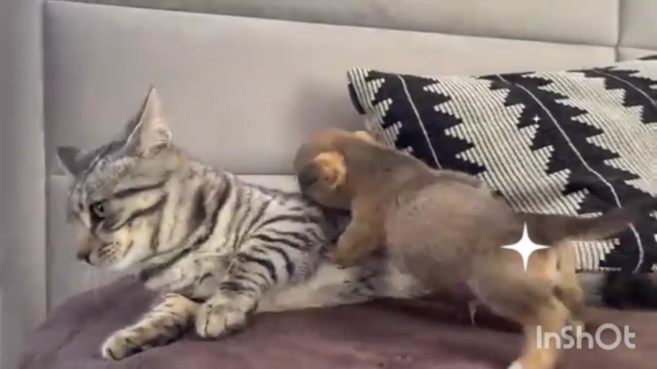 Funny animal๐๐๐