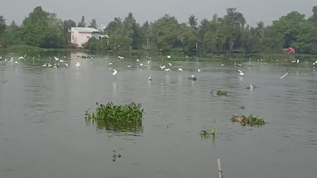Đàn cò trắng bay ở Bình Dương