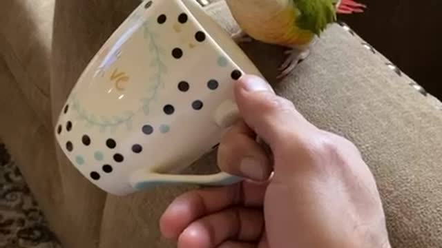 Parrot enjoying tea