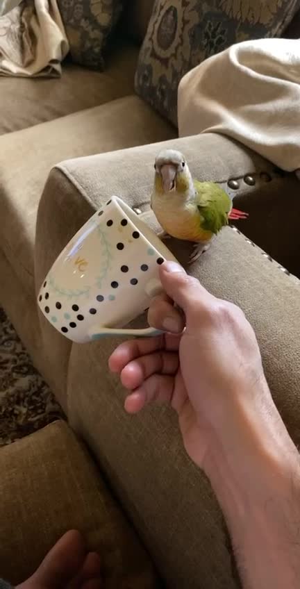 Parrot enjoying tea