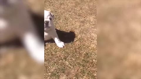 🤣 Funniest 🐶 Dogs and 😻 Cats - Awesome Funny Pet Animals Life Videos 😇