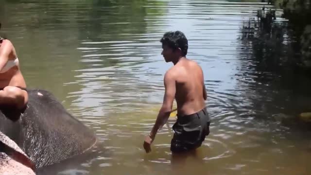 Animales Peligroso Haciendo Cosas Divertidas