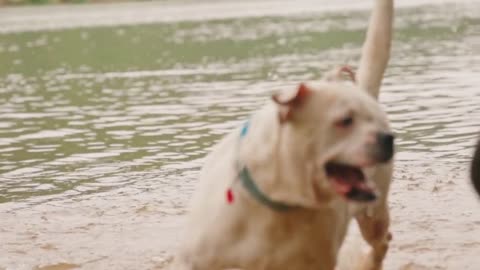 PET DOGS PLAYING TOGETHER AS BROTHERS