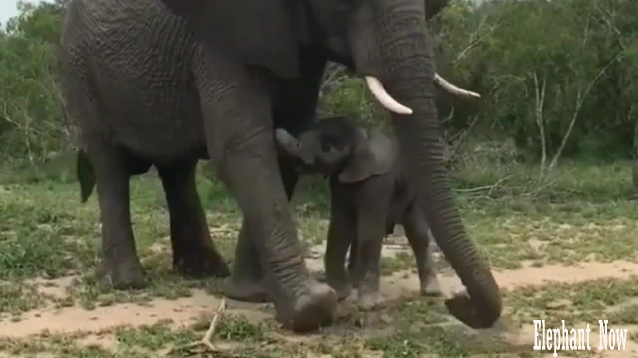 Elephant Throws Dirt On His Little Boy.