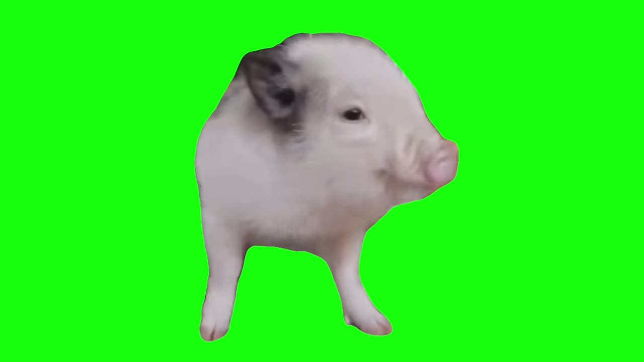 Pig Dancing to Funkytown | Green Screen