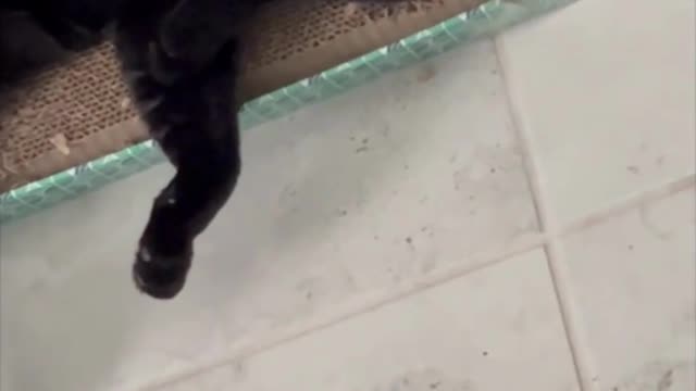 Adopting a Cat from a Shelter Vlog - Cute Little Miss Piper Sits on Her Tuffet