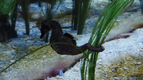 The cute sea horse in a beautiful video