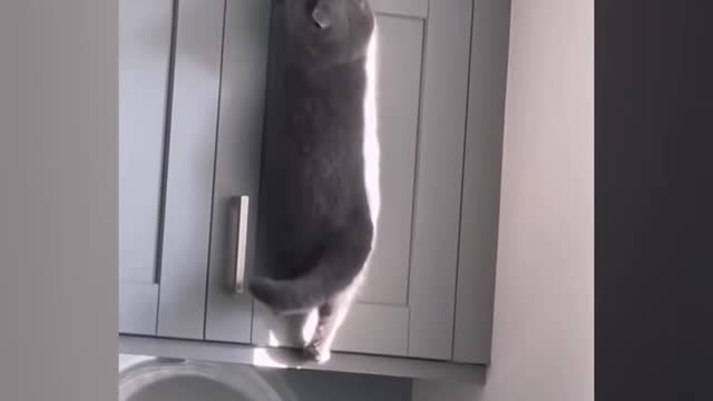 Best Funny Cat Videos