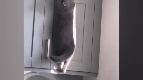 Best Funny Cat Videos