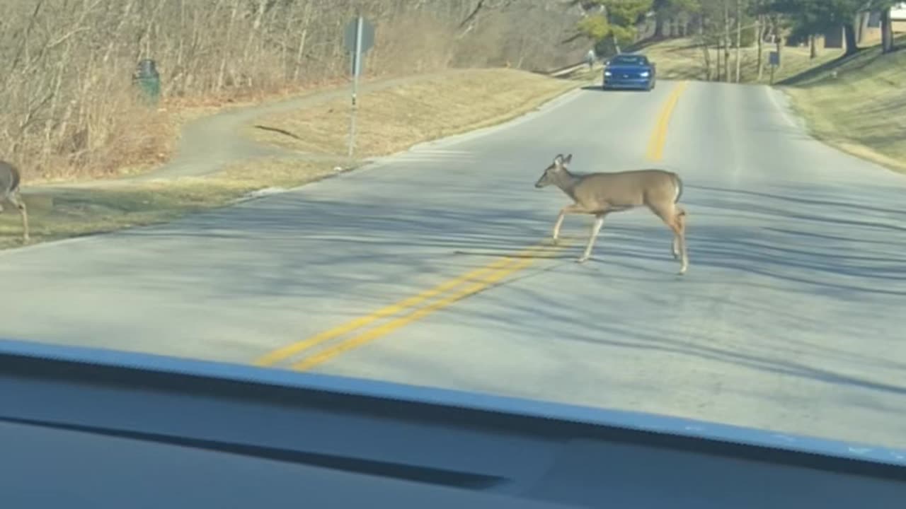 4 deers