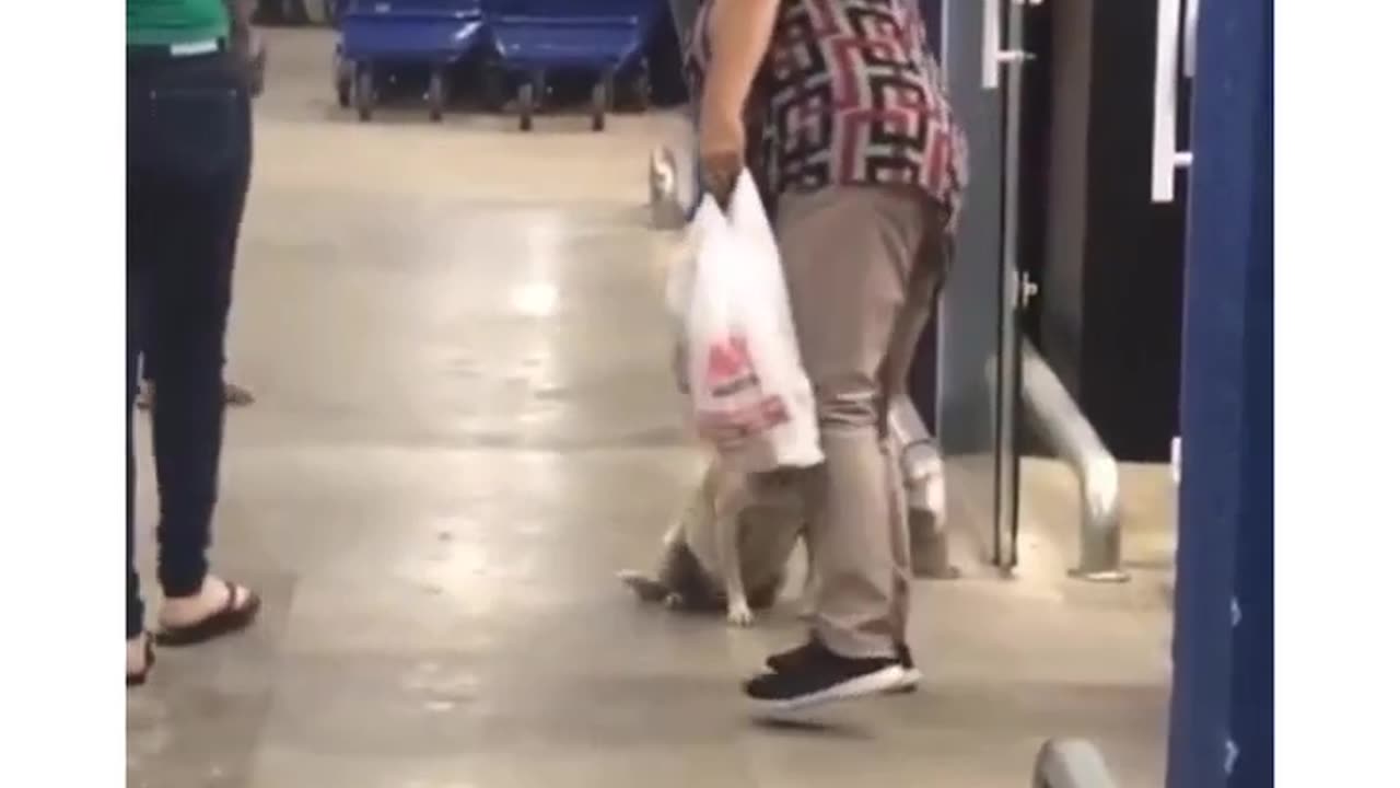 Dog says goodbye to everyone loving the store