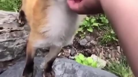 Funny animal videos 😅😂😂