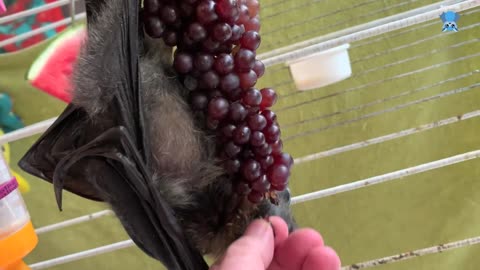 Juvenile flying-fox in care on day 2-3; this is Duffy