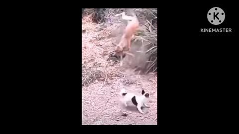 Dogs funny intartinment video