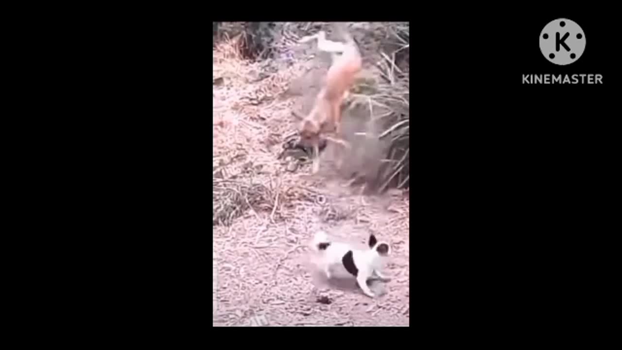 Dogs funny intartinment video