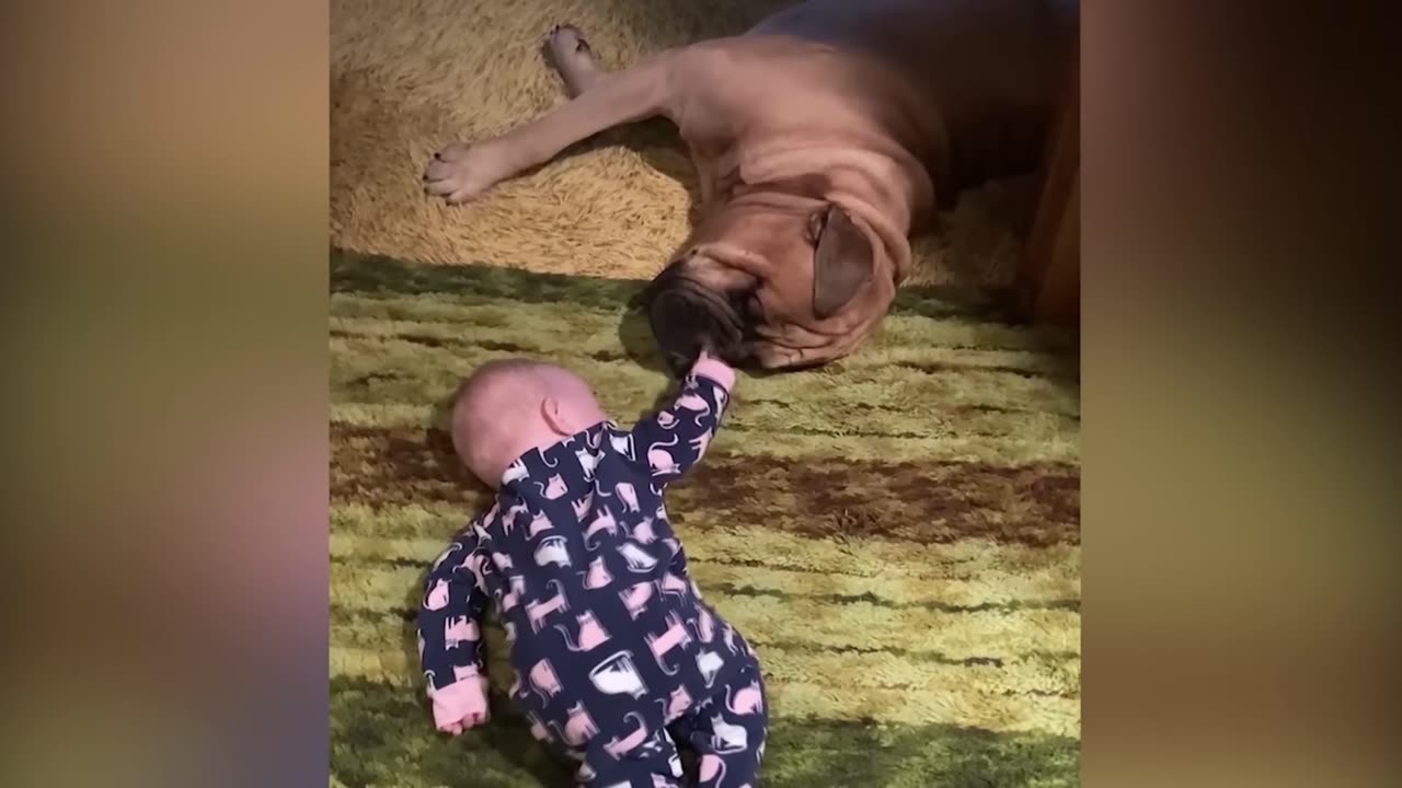 Funny baby videos