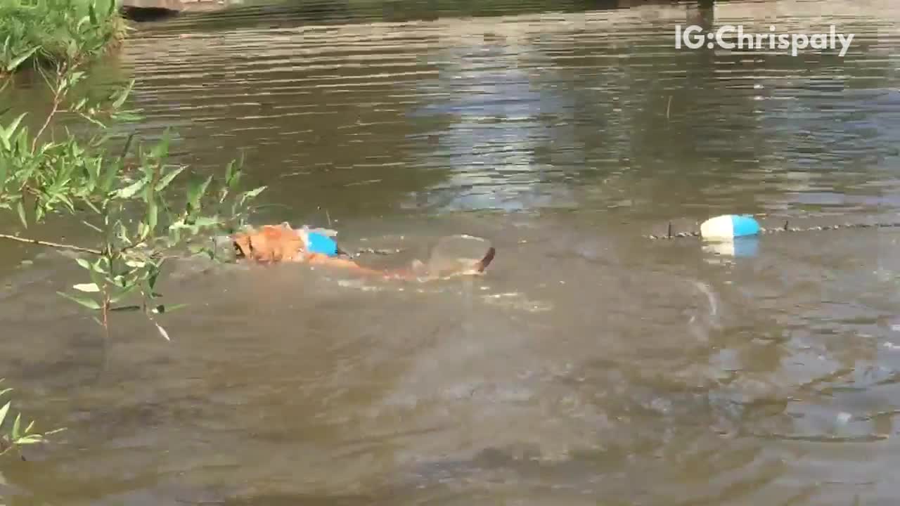 Owner tells dog to go under rope dog plays instead