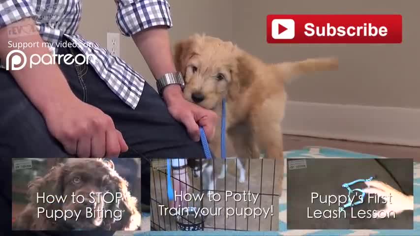 Three things to teach your new puppy!