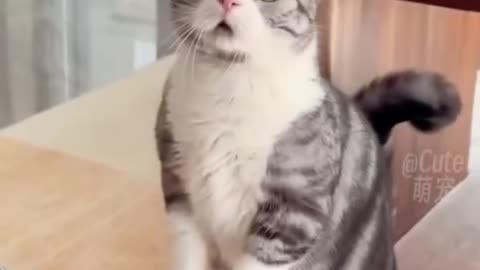 Funny cats reaction🤣🤣🤣