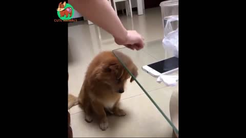 Humble Dog 🐕 Funny Animals