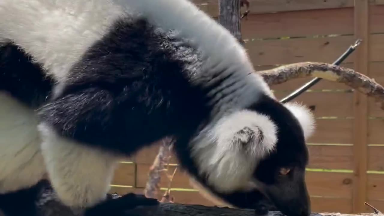 Critically endangered black-and-white ruffed lemur.