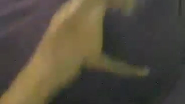 cat vs dog