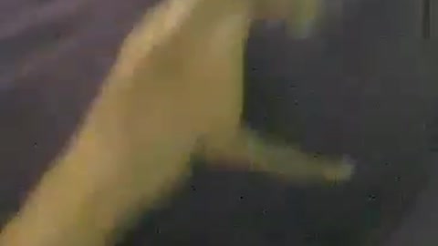 cat vs dog
