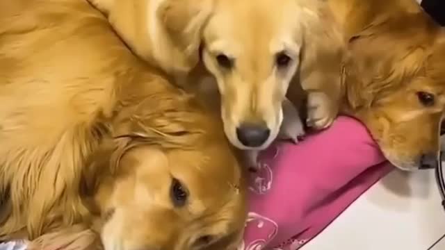 Much funny videos cat and dog