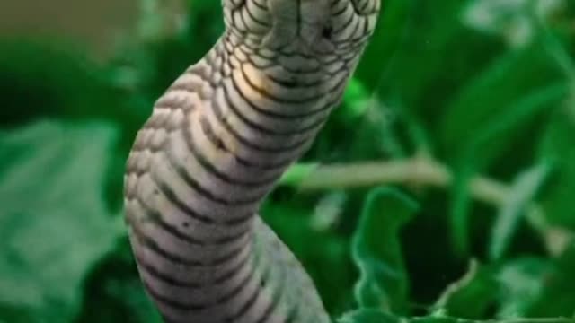 Wild animals photo shoot